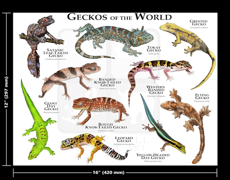 Geckos of the World Poster Print | Etsy