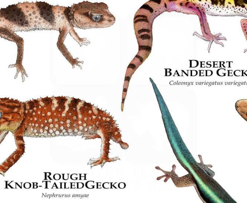 Geckos of the World Poster Print | Etsy