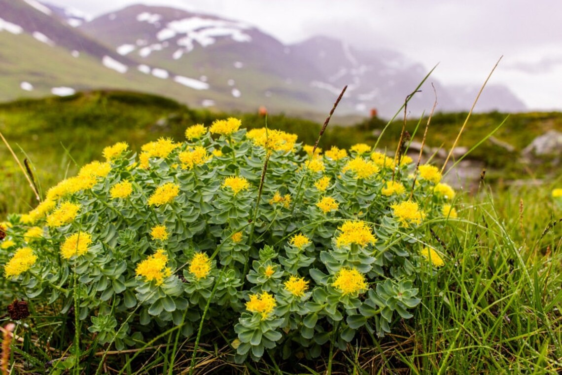 Rhodiola Rosea Golden Root Seeds Etsy