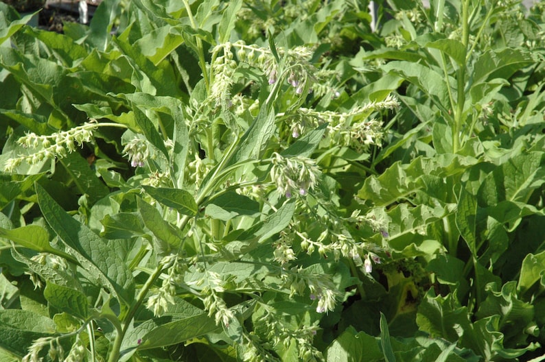 symphytum 30 uses in hindi