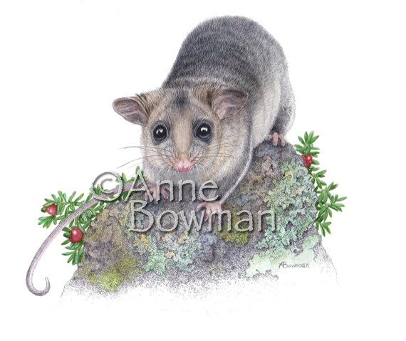 Mountain Pygmy Possum Ring Australian endangered species in sterling Silver