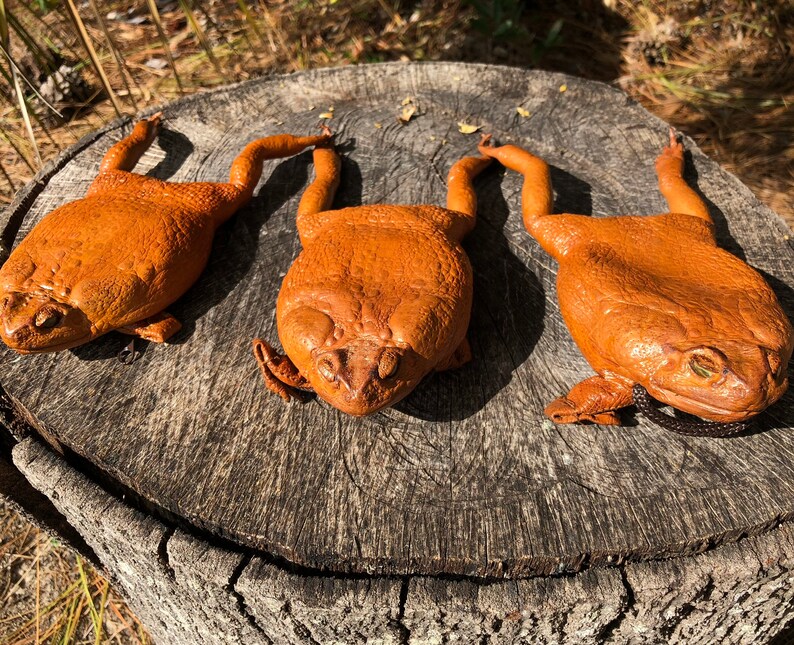 Real Sugar Cane Toad fullbody purse High Quality leather Etsy