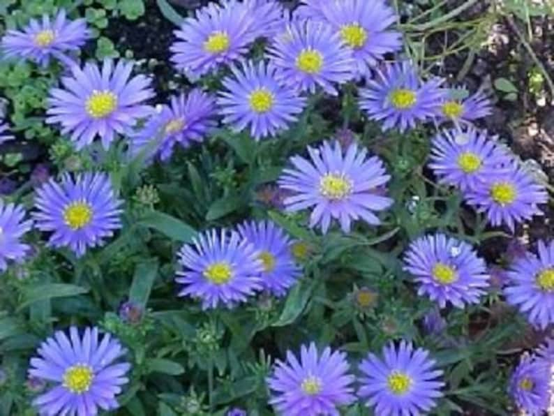 50 Blue WONDER Of STAFFA ASTER Aster Frikartii Flower