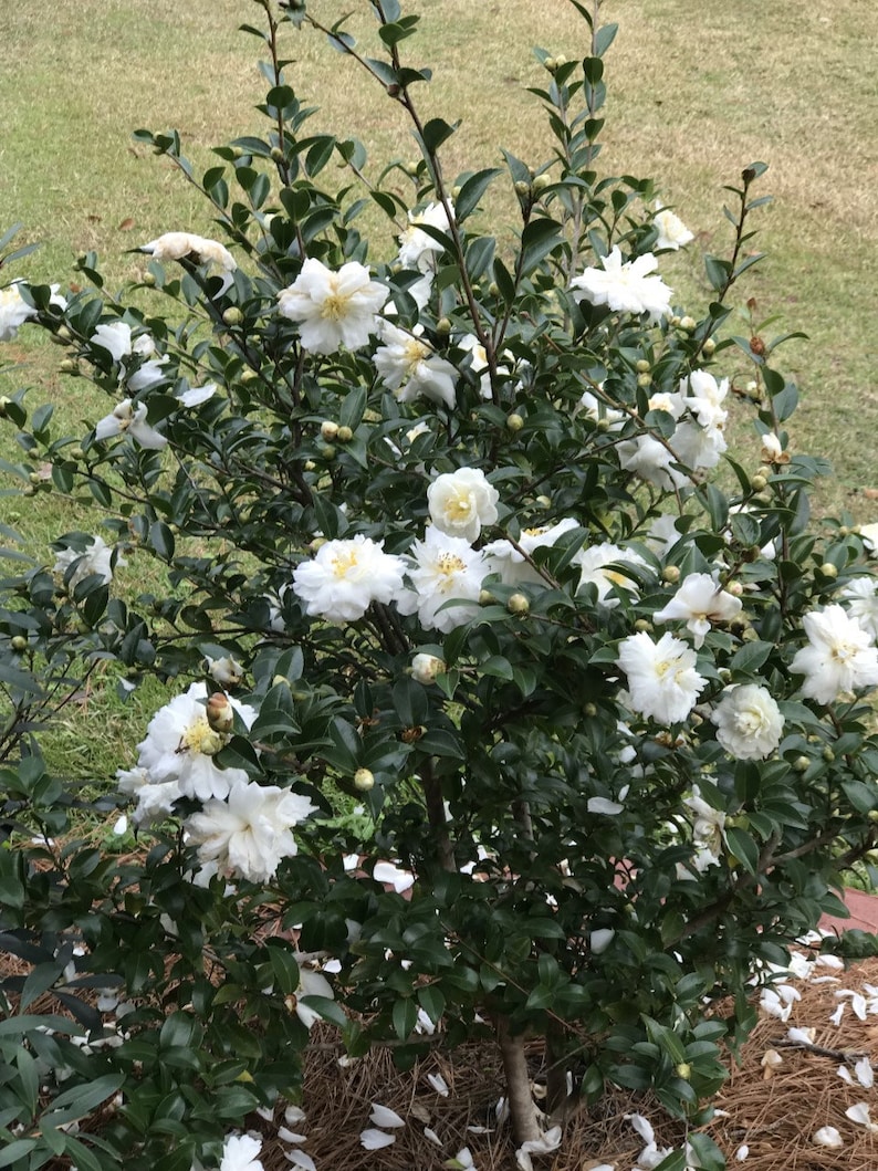 Camellia sasanqua 'Snow On The Mountain' 3 Gallon | Etsy