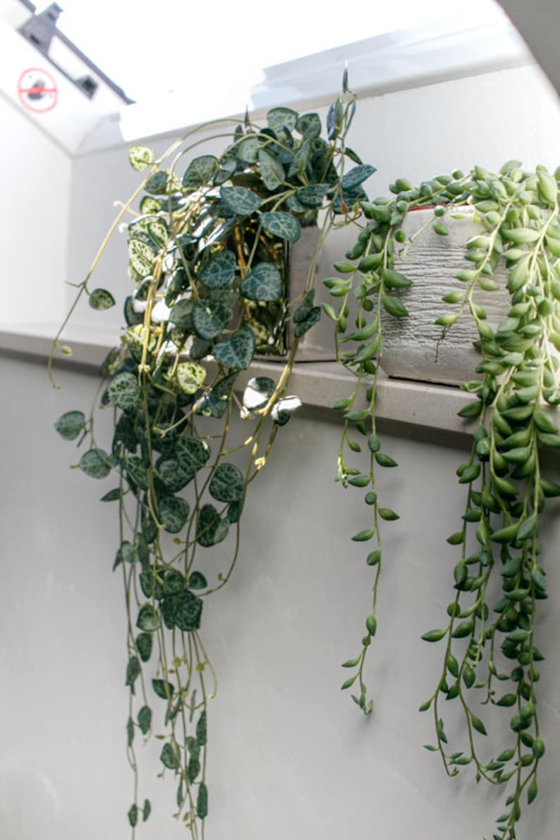 faux string of hearts plant