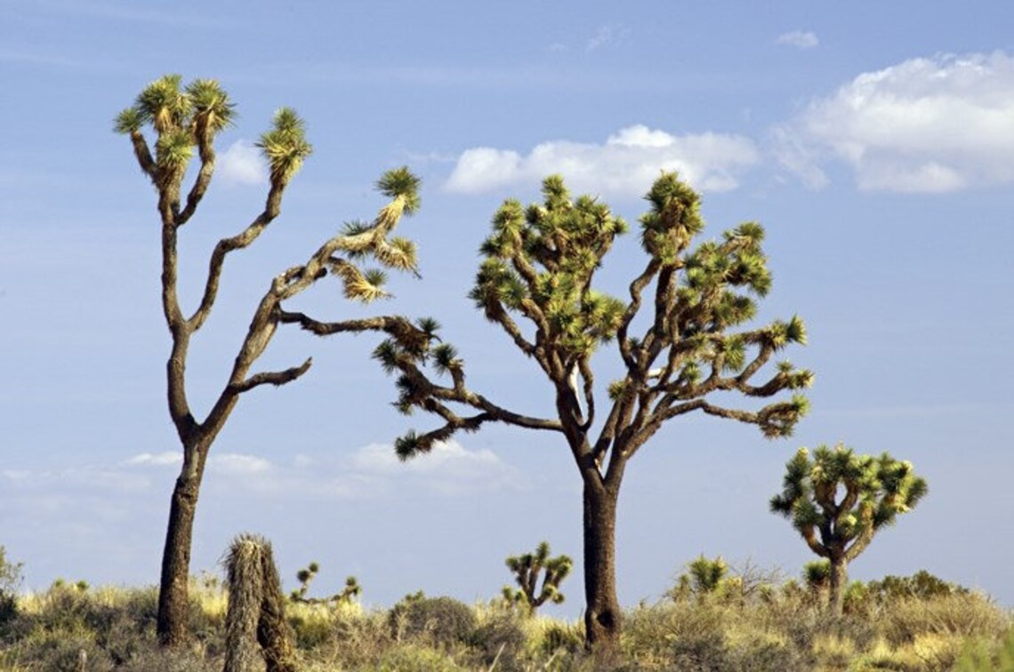 Joshua Tree Bonsai Seeds 10 Seeds to Grow Highly Prized | Etsy