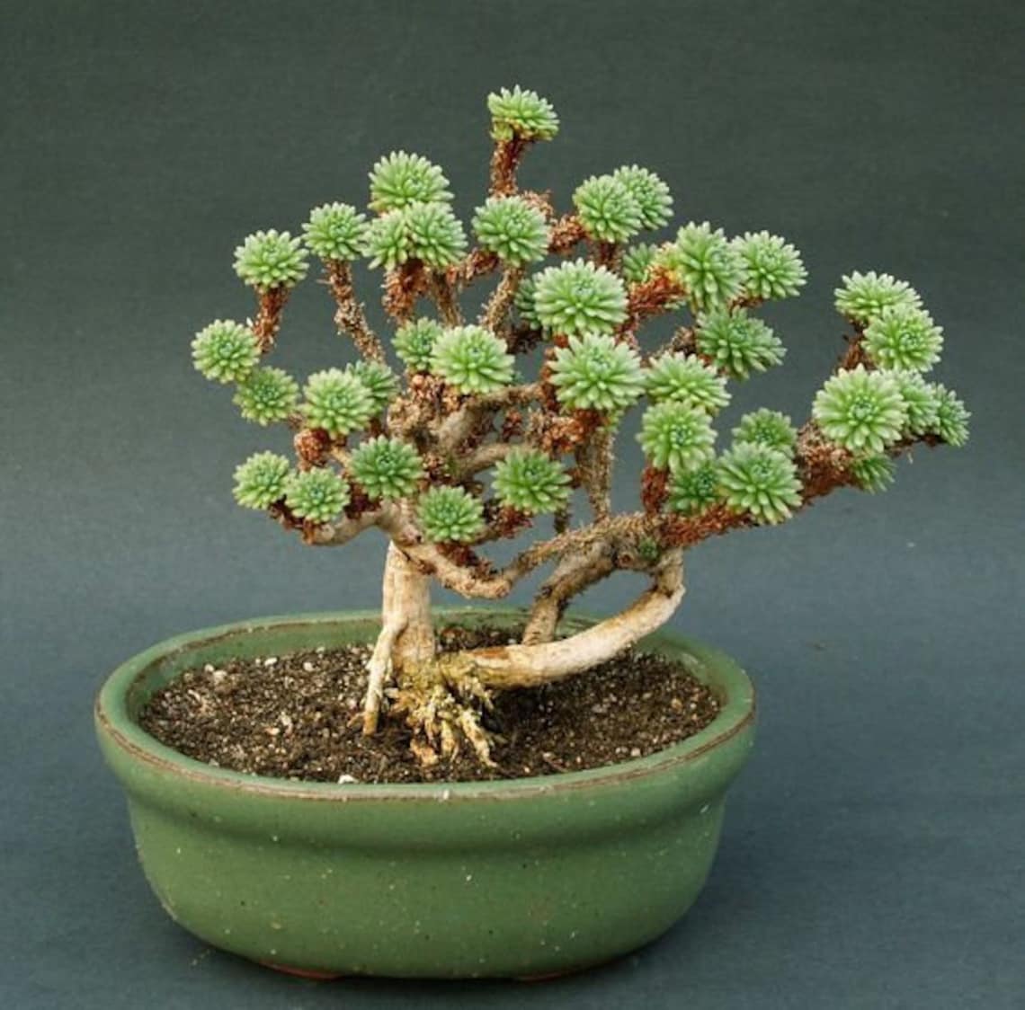 Joshua Tree Bonsai Seeds 10 Seeds to Grow Highly Prized Etsy