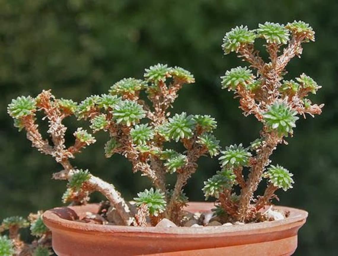 bonsai joshua tree