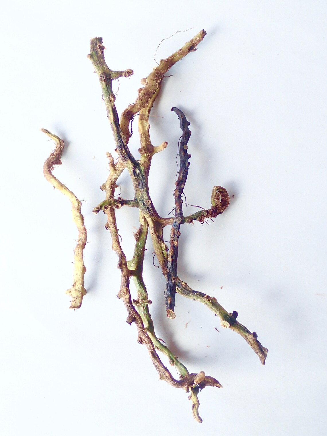 Wild Licorice Fern Whole Dried Root Polypodium glycyrrhiza Etsy