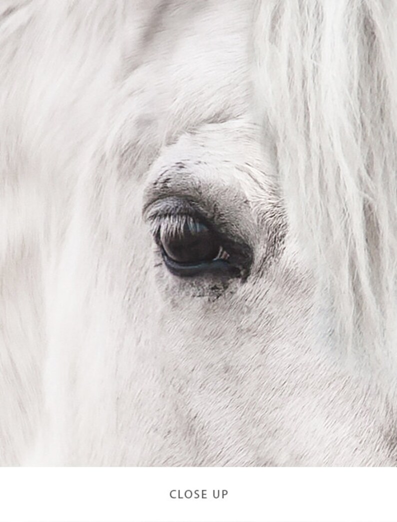 UNICORN Photo Printable Wall Art INSTANT DOWNLOAD Girls Room Etsy