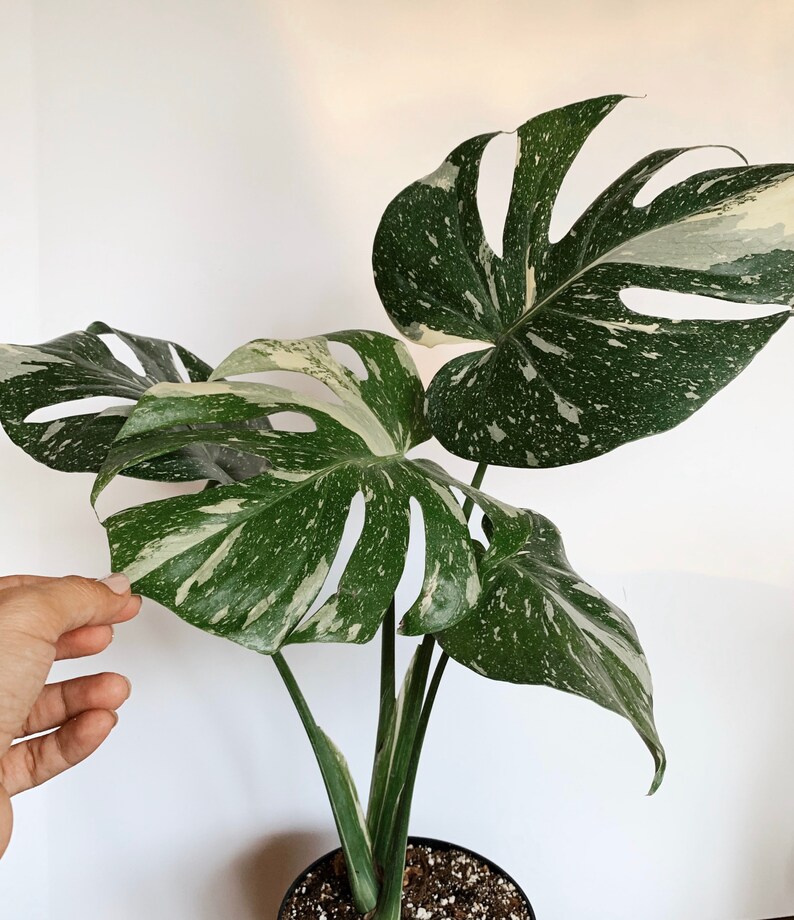 Monstera Deliciosa Thai Constellation Monstera Variegated | Etsy