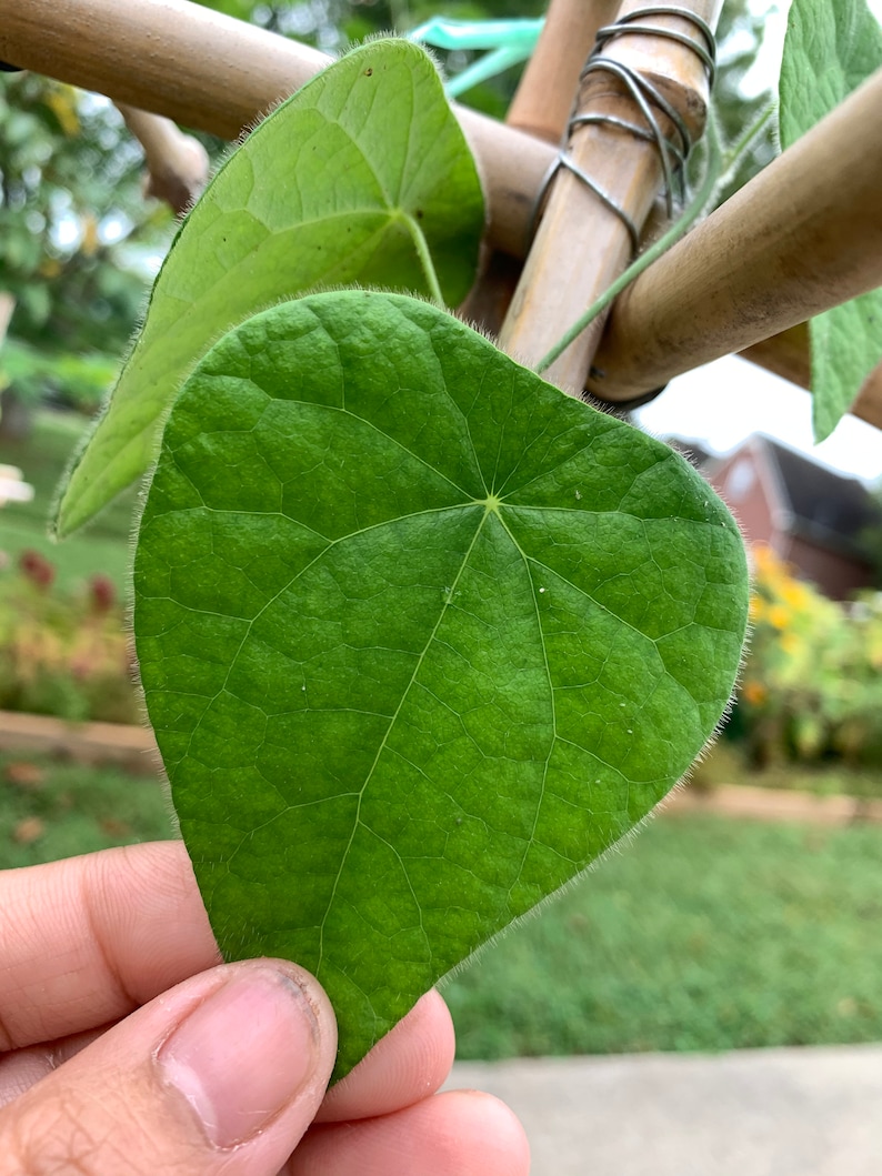 50 seeds Hat Suong Sam Long Natural Green Vine Jelly | Etsy