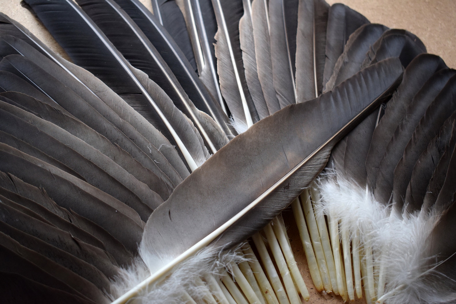 How To Identify A Bald Eagle Feather