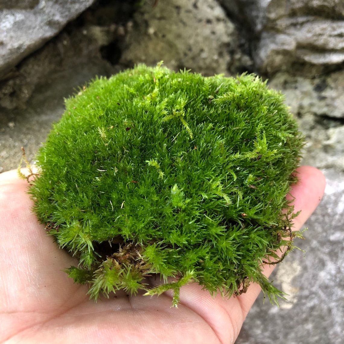 Live Cushion Moss Bun Moss Terrarium Moss Terrarium Etsy