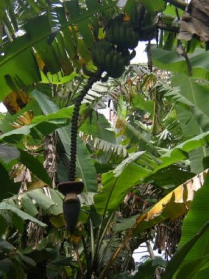 Plantation Plantain Saba Banana Tree easy transplant Quick Etsy