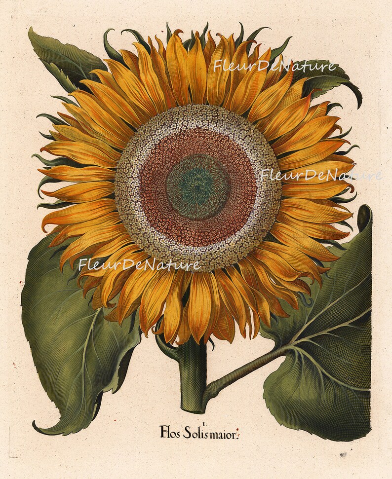 BOTANICAL PRINT Besler 8x10 Botanical Art Print 31 Beautiful | Etsy