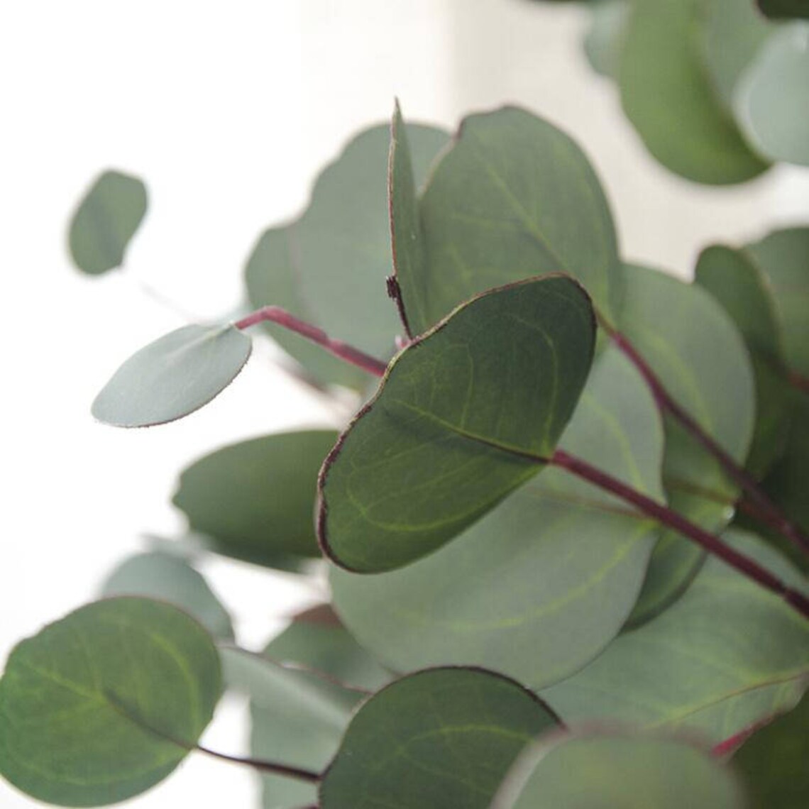 Silver Dollar Eucalyptus Artificial Greenery Plants Eucalyptus Etsy