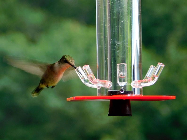 Hummingbird Feeder HB-1 by Peter's Feeders: The unique | Etsy
