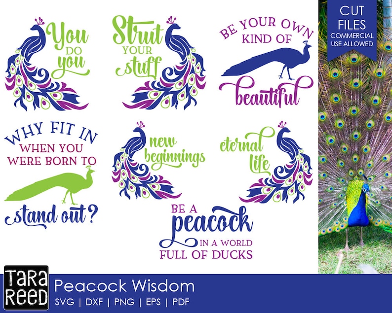 Download Peacock Wisdom Peacock SVG and Cut Files for Crafters | Etsy