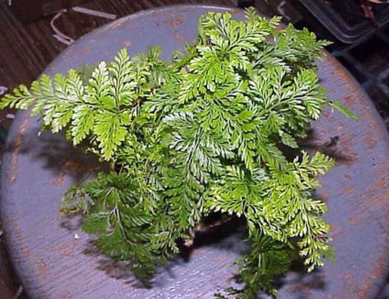 Rare Black Rabbit S Foot Fern 3 7 Pot Davallia Etsy   Il 794xN.2210709163 Bfbt 