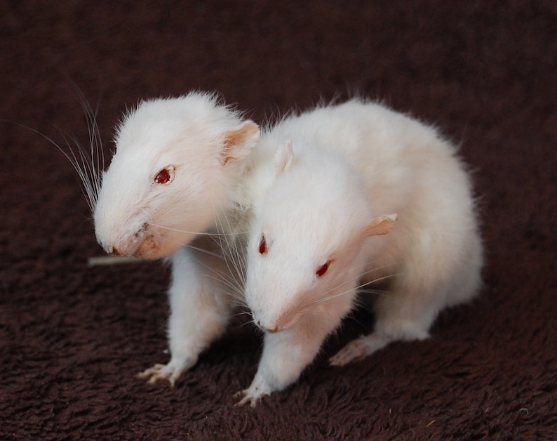 Two Headed Rat Taxidermy Etsy