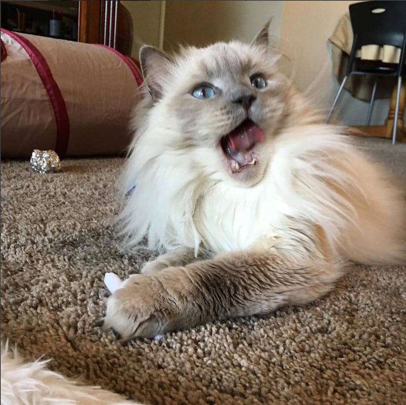 Catnip Joints Cat Toy 3 pack or 5 pack Etsy